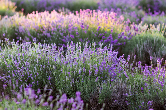 Landscape of lavender field