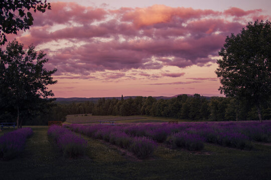 Landscape of lavender field