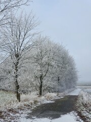 trees in the snow