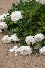 Fresh peonies in the garden.
