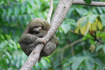 Sloth sleeping in tree