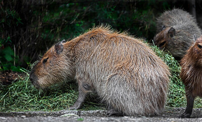Capybara eats hay. The biggest modern rodent. Latin name - Hydrochoerus hydrochaeris