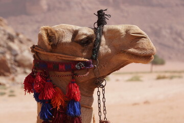Camel head, Wadi Rum, Jordan