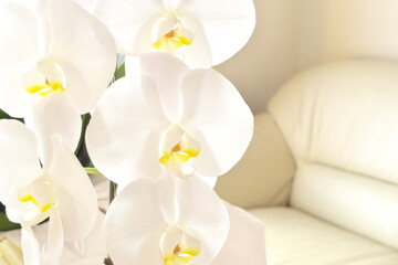 リビングルーム内の美しい白い胡蝶蘭（こちょうらん）の花および白いソファー
