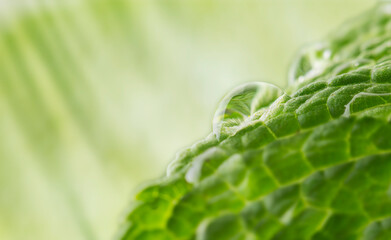 Water droplets on a green mint leaf and rays of light. Closeup of flowers and plants.
