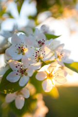 Photo of white delicate flowers at sunset in the soft yellow light of the sun's rays. Blooming tree in spring.