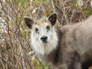 二ホンカモシカ
