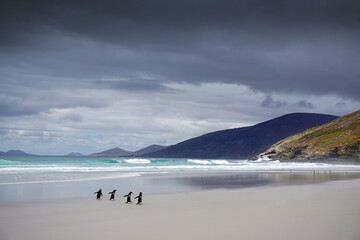penguins walking on beach, Falklands