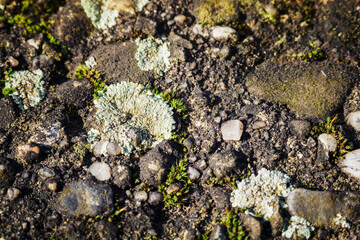Moss growing on concrete outdoors.