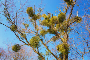 Mistletoe with balls on a tree in nature.