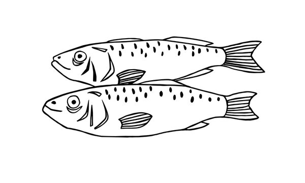 Vector image of an fish on white background