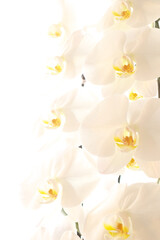 日本の美しい白い胡蝶蘭（こちょうらん）の花