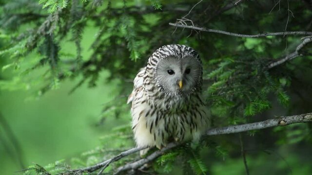 Ural owl ( Strix uralensis ) close up	