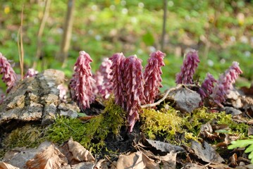 Lathraea parasitic plants
