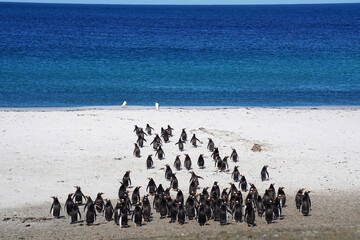 Magellanic penguins on beach