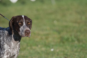 German Shorthair Pointer in a dog show ring