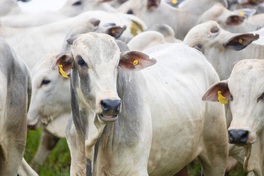 Gado Nelore ao livre em fazenda no interior de S&atilde;o Paulo - Brasil. Touros Nelore em pasto. 