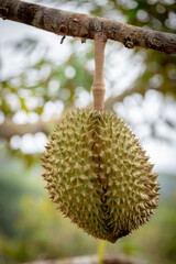 Raw durian fruits hanging on durian tree. Green durians in orchard at Ranong, South Thailand.