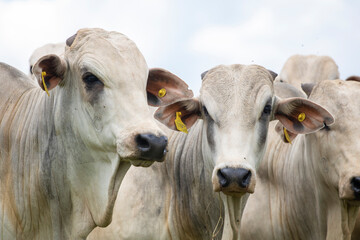Gado Nelore ao livre em fazenda no interior de S&atilde;o Paulo - Brasil. Touros Nelore em pasto. 