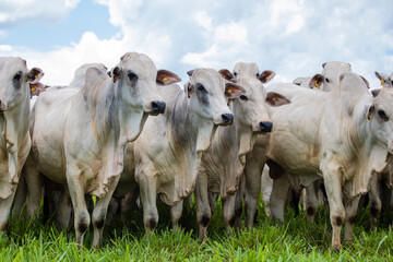 Gado Nelore ao livre em fazenda no interior de São Paulo - Brasil. Touros Nelore em pasto. 