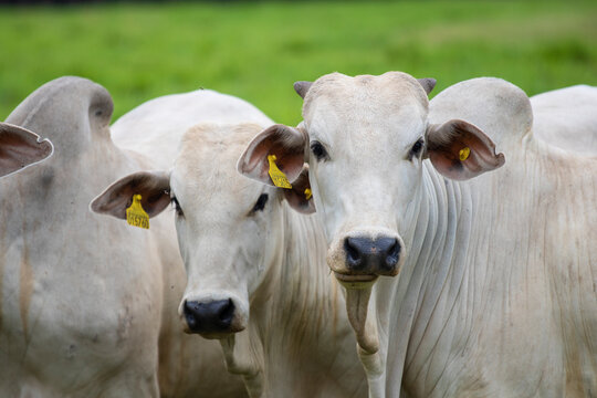 Gado Nelore ao livre em fazenda no interior de S&atilde;o Paulo - Brasil. Touros Nelore em pasto. 