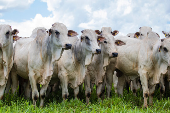 Gado Nelore ao livre em fazenda no interior de S&atilde;o Paulo - Brasil. Touros Nelore em pasto. 