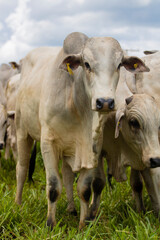 Gado Nelore ao livre em fazenda no interior de São Paulo - Brasil. Touros Nelore em pasto. 