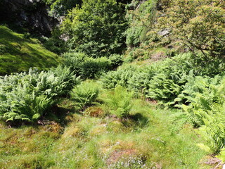 green moss on the ground