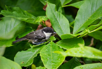 Cute small bird rests on leaves of tree. Coal tit 