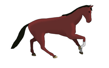 red horse galloping alone on a white background