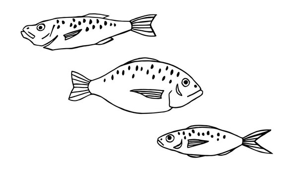 Vector image of fish on white background