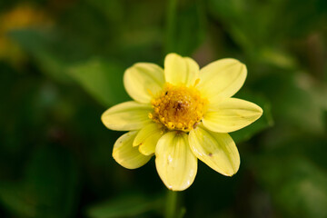 Yellow Dahlia Bloom
