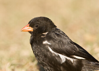 Roodsnavel-buffelwever, Red-billed Buffalo-weaver, Bubalornis niger