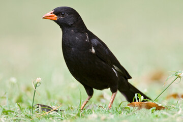 Roodsnavel-buffelwever, Red-billed Buffalo-weaver, Bubalornis niger
