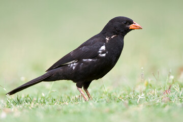 Roodsnavel-buffelwever, Red-billed Buffalo-weaver, Bubalornis niger
