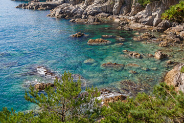 Pine tree on the sea shore Telyakovsky Bay, Primorsky krai, Russia