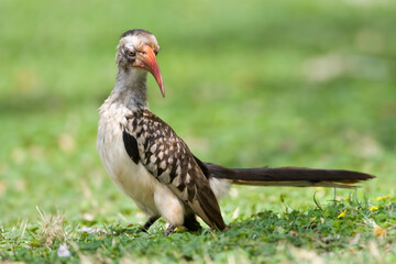 Zuidelijke Roodsnaveltok, Southern Red-billed Hornbill, Tockus rufirostris, Roodsnaveltok