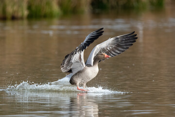 Graylag goose (Anser anser) with its wings spread, landing in a lake