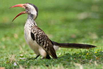 Zuidelijke Roodsnaveltok, Southern Red-billed Hornbill, Tockus rufirostris, Roodsnaveltok