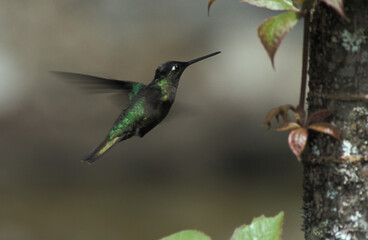 Magnificent Hummingbird, Rivoli-kolibrie, Eugenes fulgens