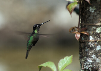 Magnificent Hummingbird, Rivoli-kolibrie, Eugenes fulgens