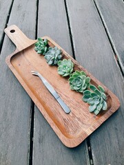 Top view mini succulent plant echeveria with bare roots without a pot and tweezer on wooden tray, Wood plank background, Soft focus. Copy space.