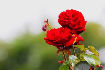 Vivid red roses with soft focus on velvet petals, growing wild in garden with blurred bokeh background. Dreamy romantic flowers