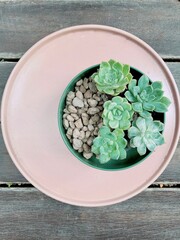 Top view mini succulent plant echeveria with bare roots in green plastic pot with pumice stone on pastel pink plate, wood plank background. Copy space. Soft focus.