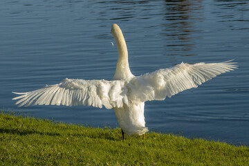 Cygne.