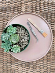 Top view mini succulent plant echeveria with bare roots in green plastic pot with pumice stone, small soft brush and tweezer in pastel pink plate on rattan floor. Copy space. Soft focus