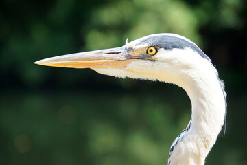 Heron