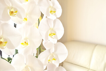 リビングルーム内の美しい白い胡蝶蘭（こちょうらん）の花および白いソファー
