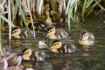Mallard, Wilde Eend, Anas platyrhynchos