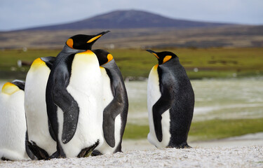 Fototapeta premium King Penguins